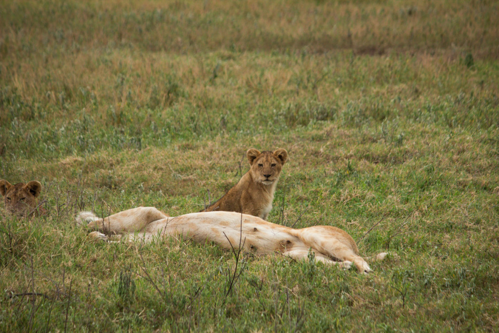 Crater + South Serengeti - Screen-18