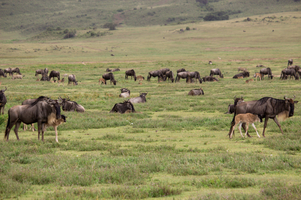 Crater + South Serengeti - Screen-20