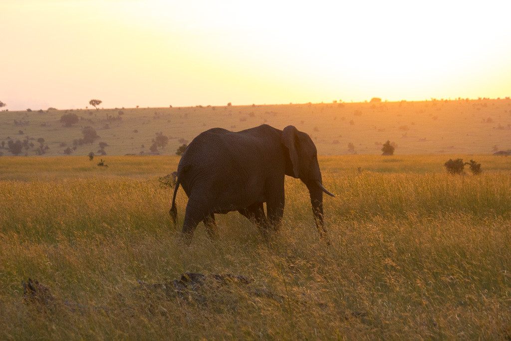 N Serengeti and Zanzibar - Web -25