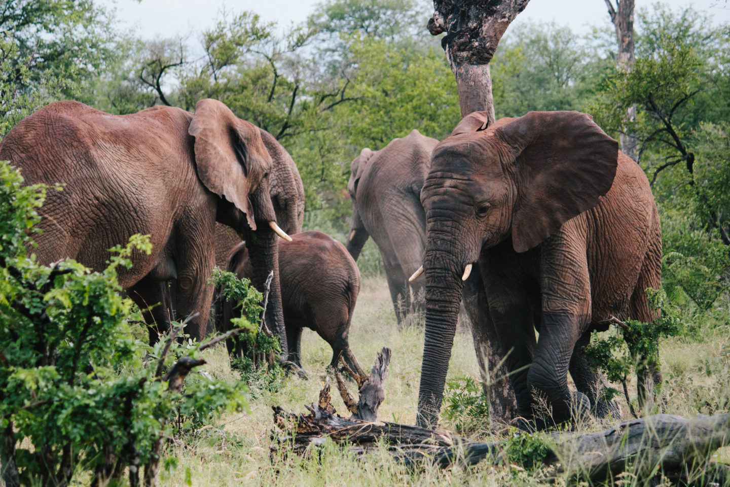 South Africa Part 1: Safari at Mohlabetsi – Michelle Arbus